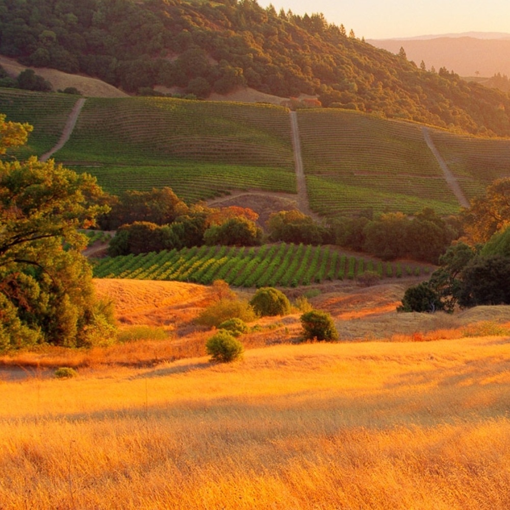 Meet your Posher, Ingrid